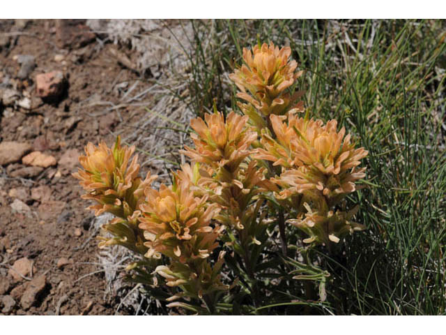 Castilleja angustifolia var. dubia (Showy northwestern indian-paintbrush) #69985