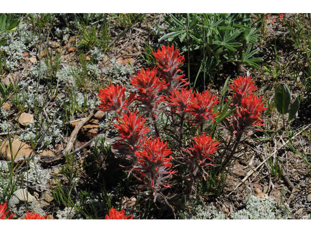 Castilleja angustifolia var. dubia (Showy northwestern indian-paintbrush) #69986