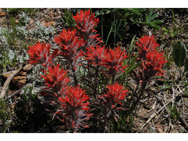 Castilleja angustifolia var. dubia (Showy northwestern indian-paintbrush) #69987