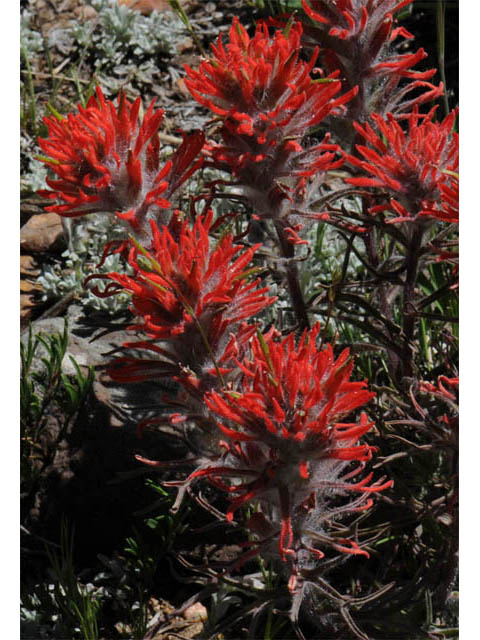 Castilleja angustifolia var. dubia (Showy northwestern indian-paintbrush) #69988