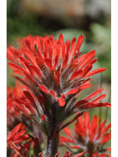 Castilleja angustifolia var. dubia (Showy northwestern indian-paintbrush) #69991