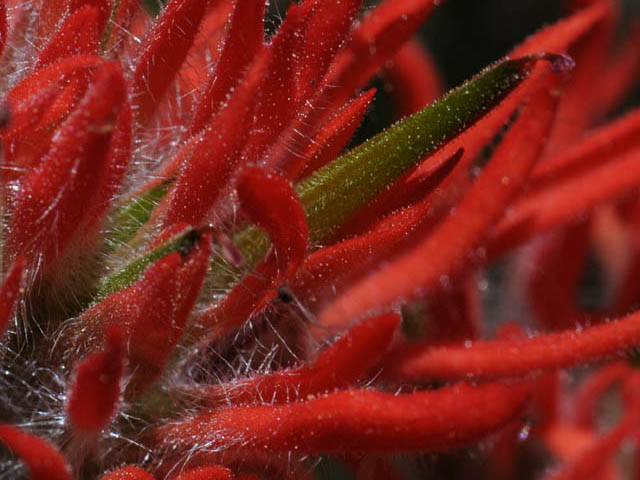 Castilleja angustifolia var. dubia (Showy northwestern indian-paintbrush) #70000