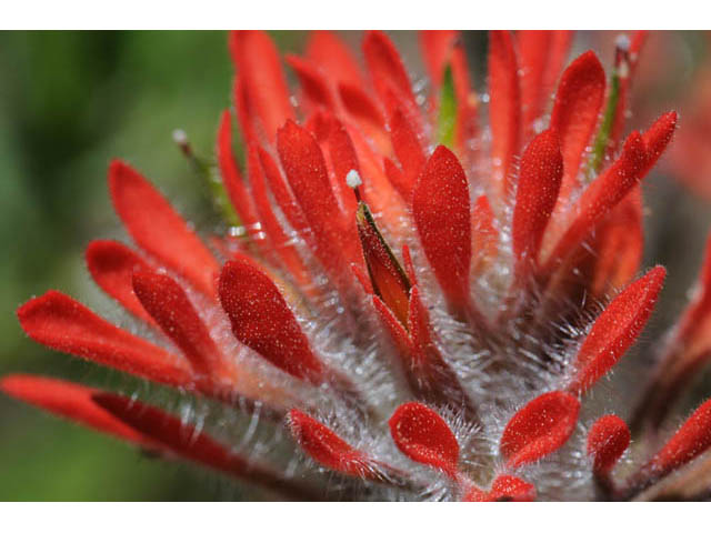 Castilleja angustifolia var. dubia (Showy northwestern indian-paintbrush) #70001