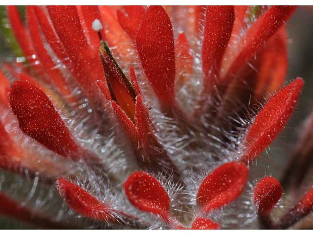 Castilleja angustifolia var. dubia (Showy northwestern indian-paintbrush) #70002