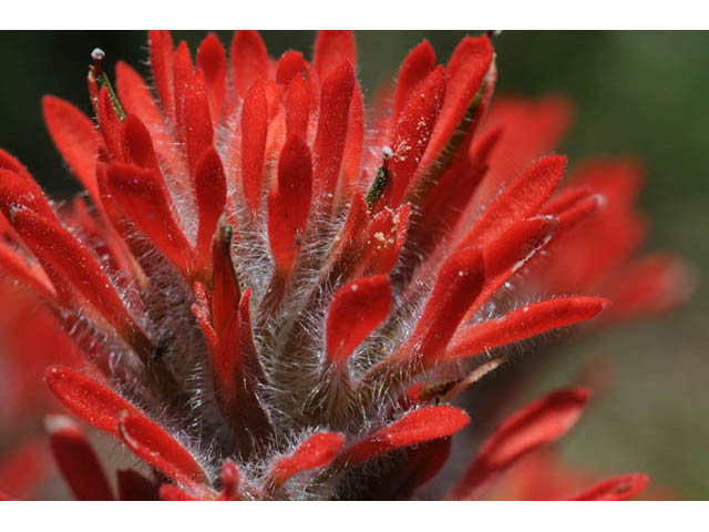 Castilleja angustifolia var. dubia (Showy northwestern indian-paintbrush) #70003