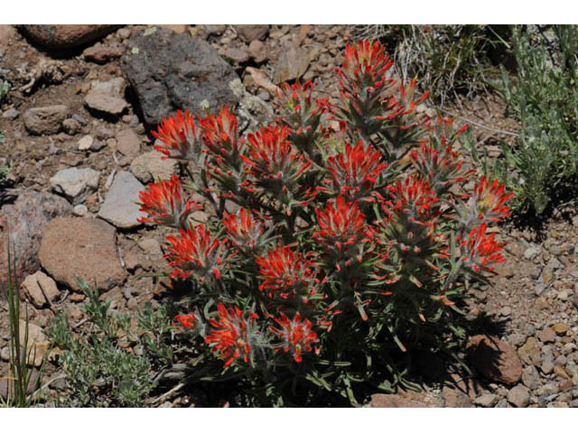 Castilleja angustifolia var. dubia (Showy northwestern indian-paintbrush) #70007