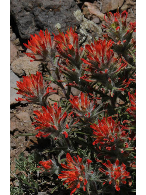 Castilleja angustifolia var. dubia (Showy northwestern indian-paintbrush) #70009