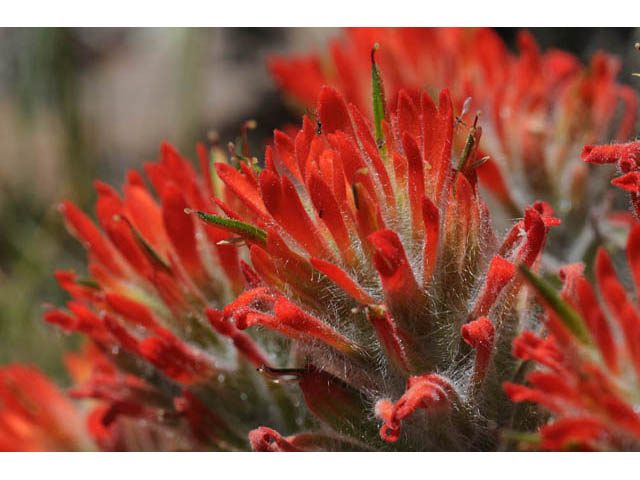 Castilleja angustifolia var. dubia (Showy northwestern indian-paintbrush) #70010