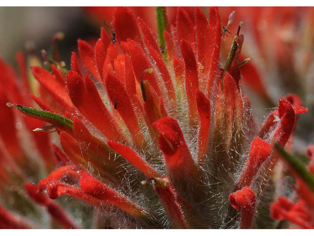 Castilleja angustifolia var. dubia (Showy northwestern indian-paintbrush) #70011