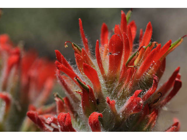 Castilleja angustifolia var. dubia (Showy northwestern indian-paintbrush) #70013