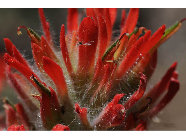 Castilleja angustifolia var. dubia (Showy northwestern indian-paintbrush) #70014