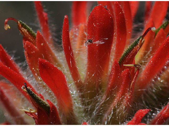 Castilleja angustifolia var. dubia (Showy northwestern indian-paintbrush) #70015