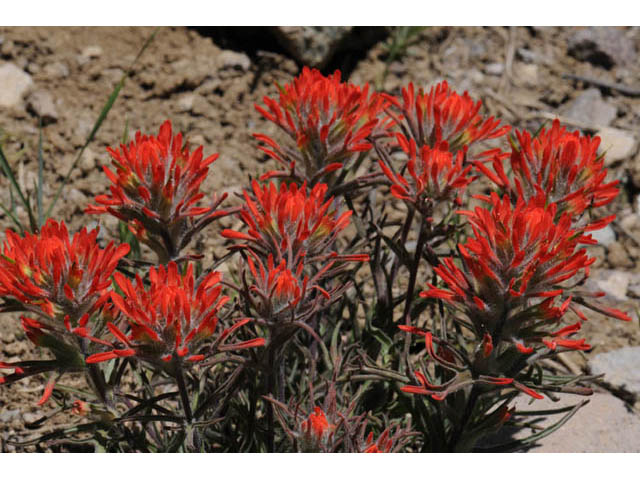 Castilleja angustifolia var. dubia (Showy northwestern indian-paintbrush) #70019