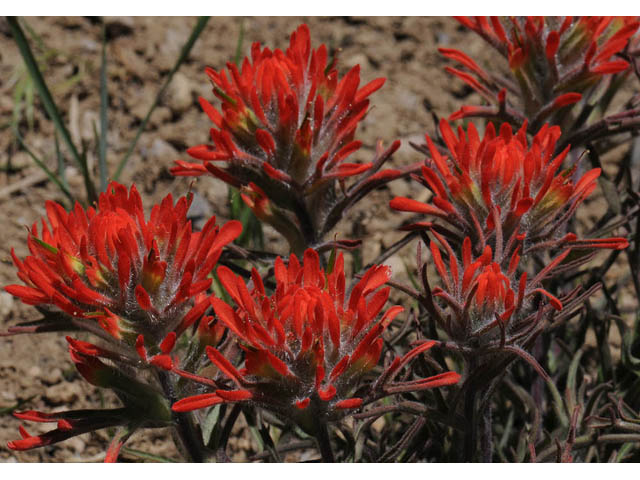 Castilleja angustifolia var. dubia (Showy northwestern indian-paintbrush) #70020