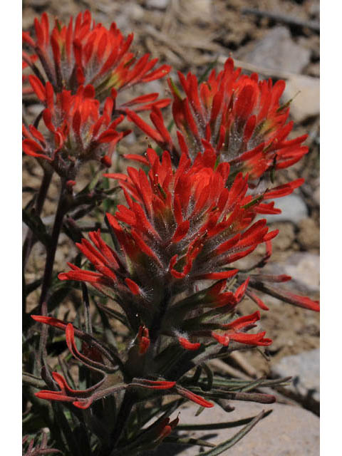 Castilleja angustifolia var. dubia (Showy northwestern indian-paintbrush) #70021