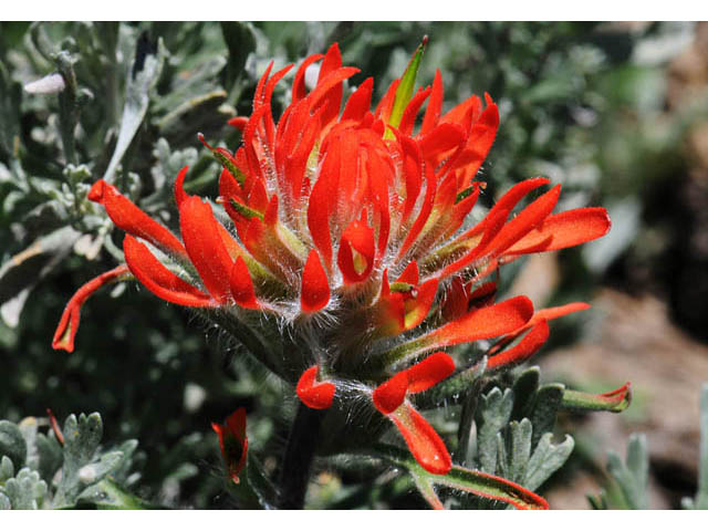 Castilleja angustifolia var. dubia (Showy northwestern indian-paintbrush) #70022