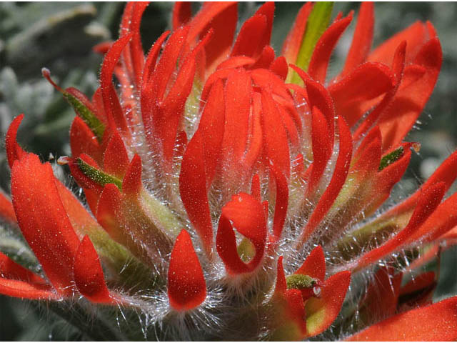 Castilleja angustifolia var. dubia (Showy northwestern indian-paintbrush) #70023