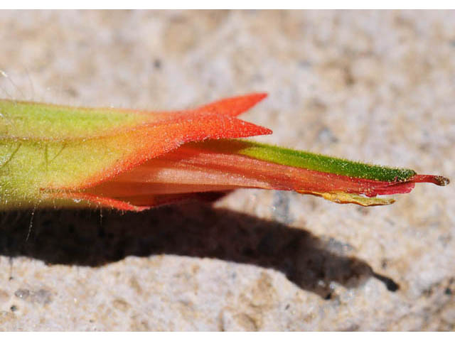 Castilleja angustifolia var. dubia (Showy northwestern indian-paintbrush) #70029