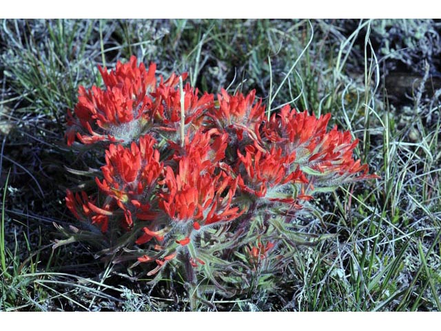 Castilleja angustifolia var. dubia (Showy northwestern indian-paintbrush) #70030