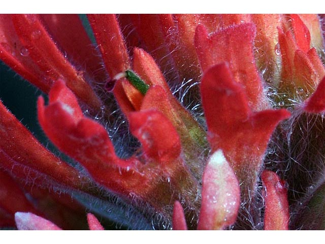 Castilleja angustifolia var. dubia (Showy northwestern indian-paintbrush) #70034