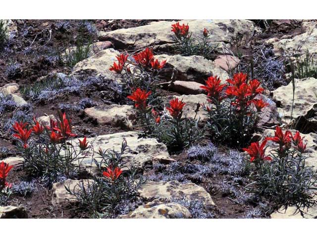 Castilleja integra (Wholeleaf indian paintbrush) #70049