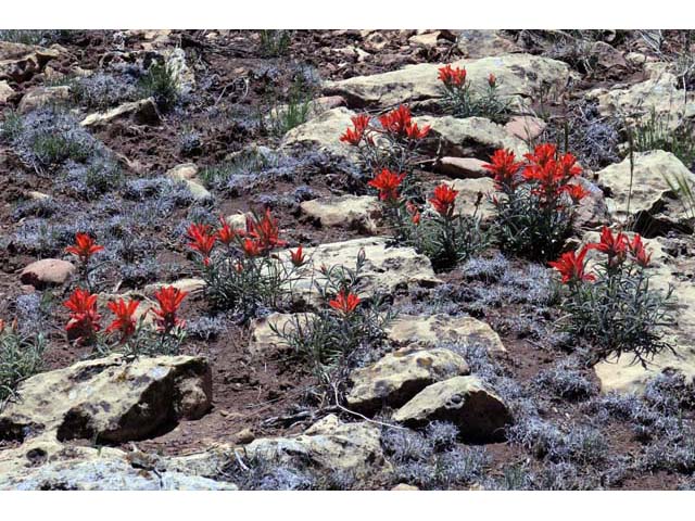 Castilleja integra (Wholeleaf indian paintbrush) #70050