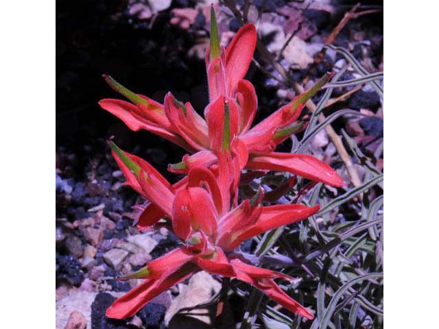 Castilleja integra (Wholeleaf indian paintbrush) #70052