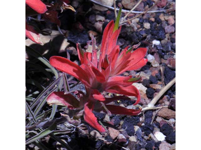 Castilleja integra (Wholeleaf indian paintbrush) #70053