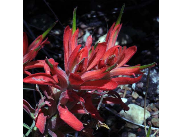 Castilleja integra (Wholeleaf indian paintbrush) #70054