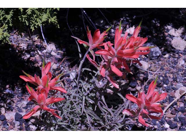 Castilleja integra (Wholeleaf indian paintbrush) #70055