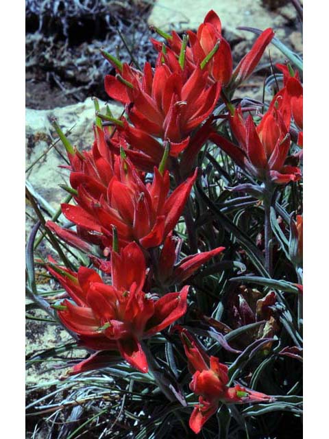 Castilleja integra (Wholeleaf indian paintbrush) #70056