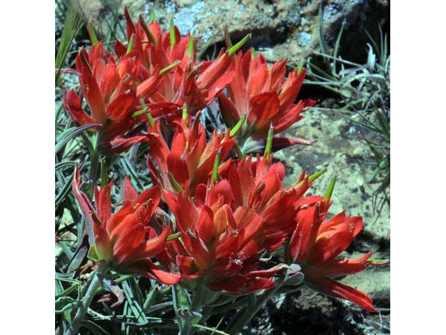 Castilleja integra (Wholeleaf indian paintbrush) #70057