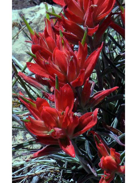 Castilleja integra (Wholeleaf indian paintbrush) #70058