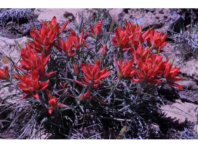 Castilleja integra (Wholeleaf indian paintbrush) #70059