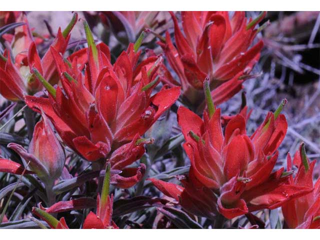 Castilleja integra (Wholeleaf indian paintbrush) #70060