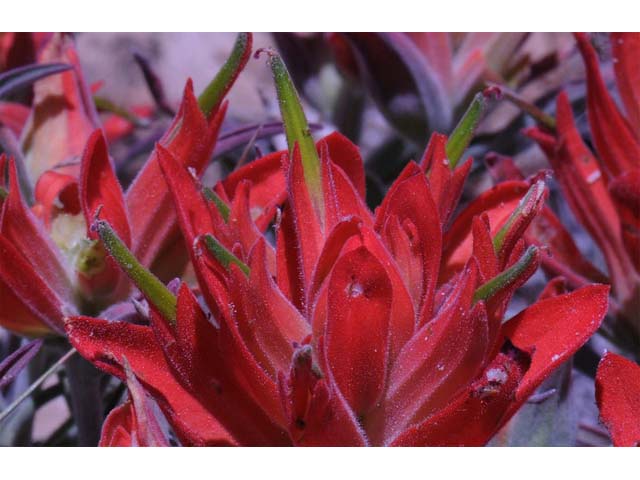 Castilleja integra (Wholeleaf indian paintbrush) #70061