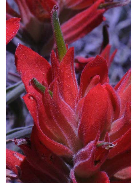 Castilleja integra (Wholeleaf indian paintbrush) #70063