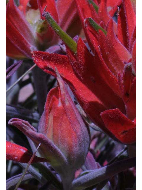 Castilleja integra (Wholeleaf indian paintbrush) #70064