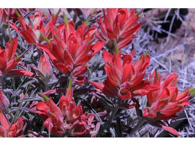 Castilleja integra (Wholeleaf indian paintbrush) #70066