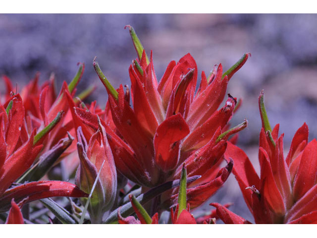 Castilleja integra (Wholeleaf indian paintbrush) #70067