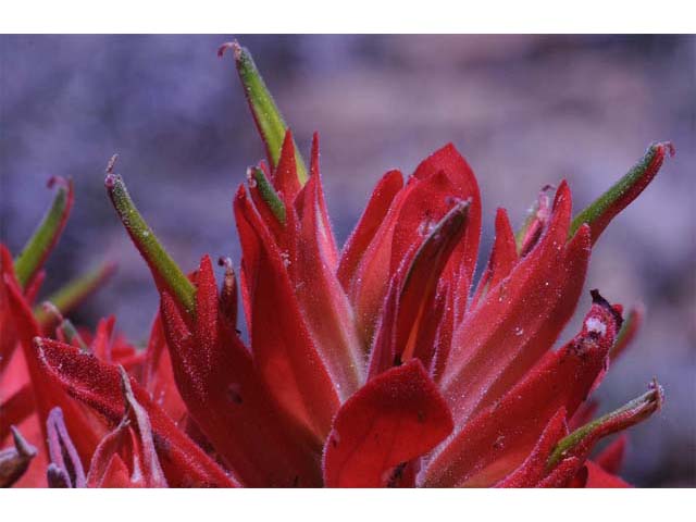 Castilleja integra (Wholeleaf indian paintbrush) #70068