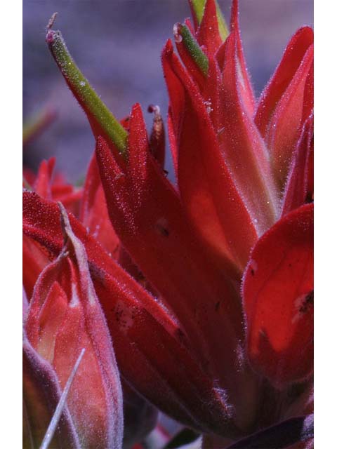 Castilleja integra (Wholeleaf indian paintbrush) #70069