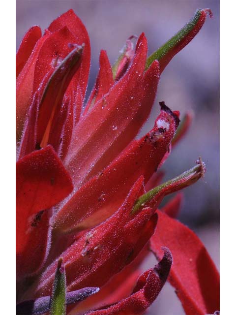 Castilleja integra (Wholeleaf indian paintbrush) #70070