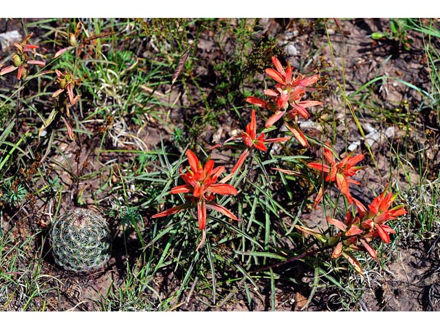 Castilleja integra (Wholeleaf indian paintbrush) #70071