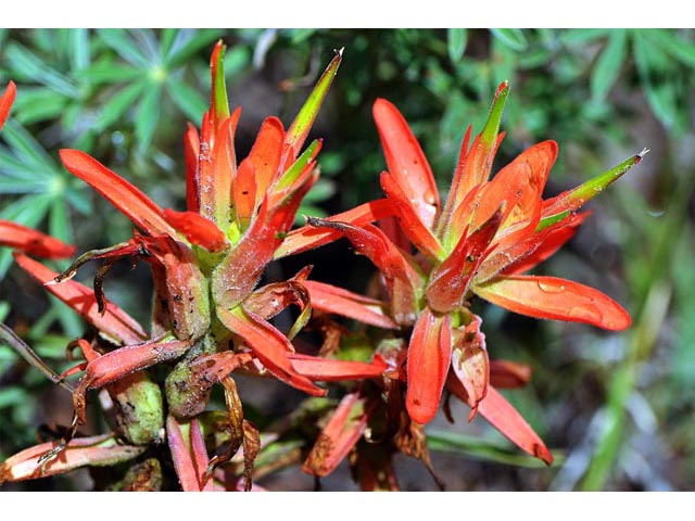 Castilleja integra (Wholeleaf indian paintbrush) #70073