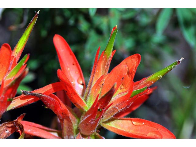 Castilleja integra (Wholeleaf indian paintbrush) #70074