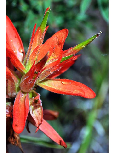 Castilleja integra (Wholeleaf indian paintbrush) #70075