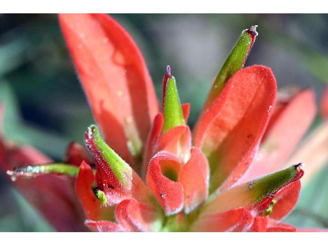 Castilleja integra (Wholeleaf indian paintbrush) #70077