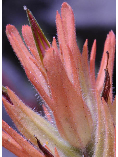 Castilleja miniata ssp. miniata (Giant red indian paintbrush) #70098