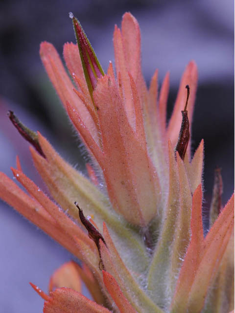 Castilleja miniata ssp. miniata (Giant red indian paintbrush) #70100